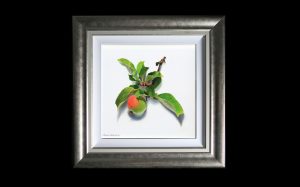 Apple Painting