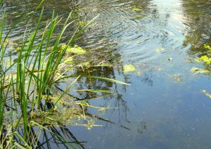 water-ref