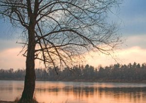 winter-tree-reference